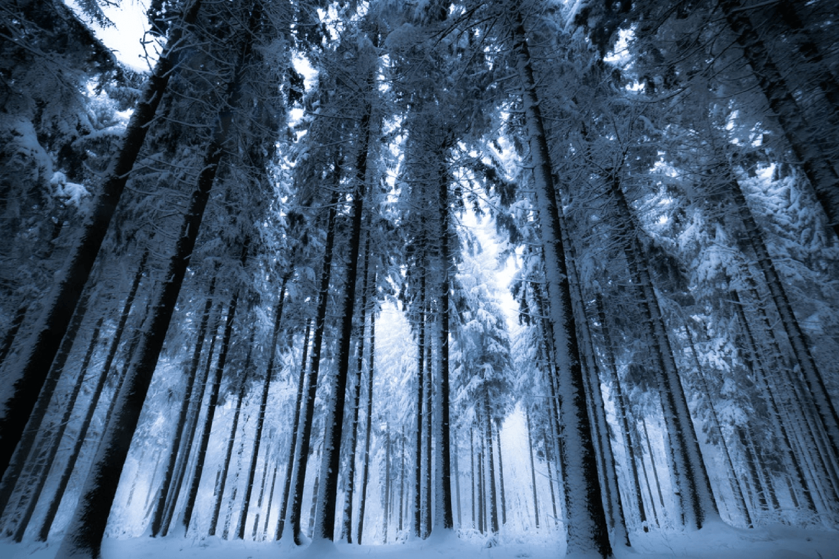 Ab in den Wald – aber richtig! - NIKIN CH