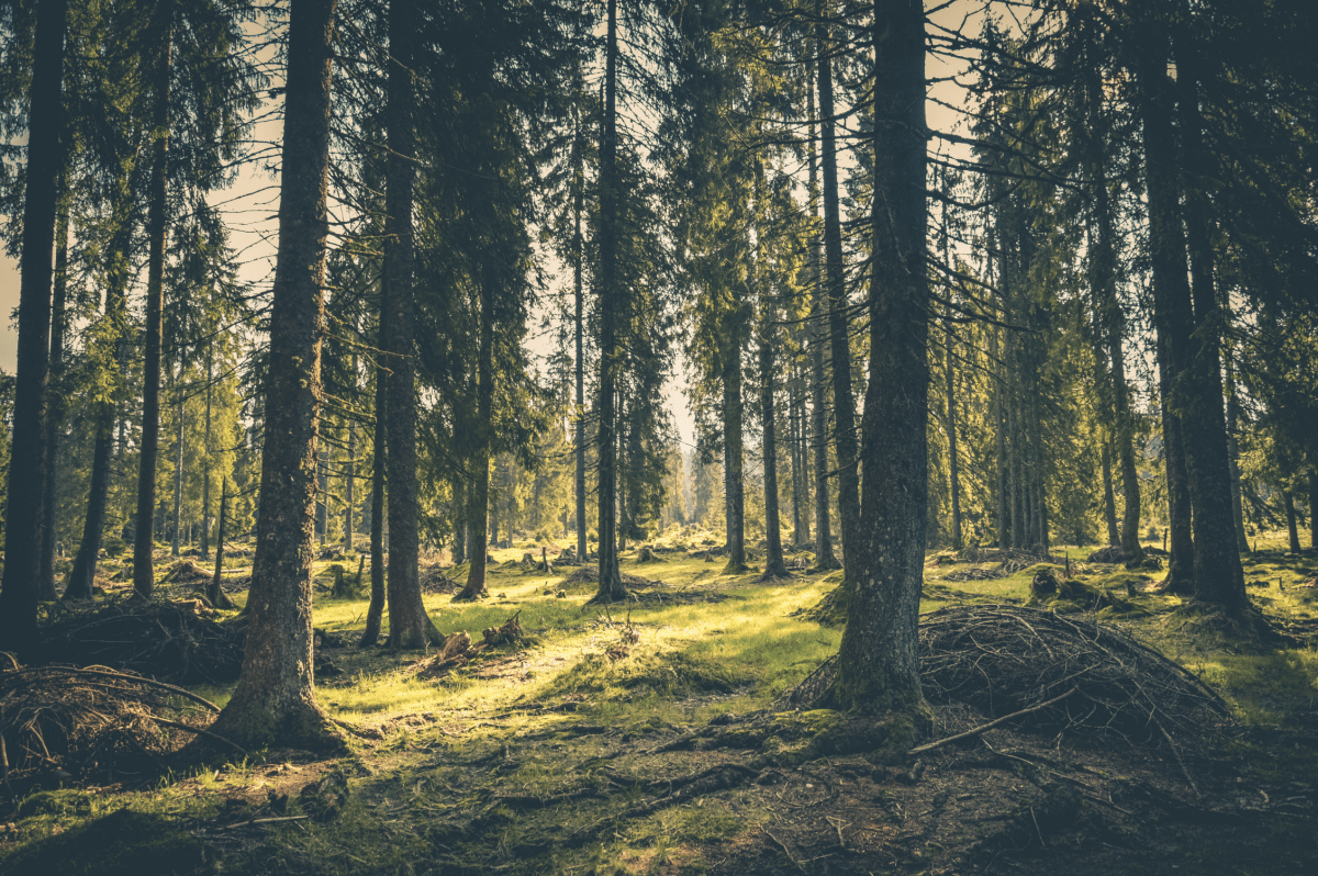 Der Beruf des Försters: So vielseitig wie der Wald selbst - NIKIN CH