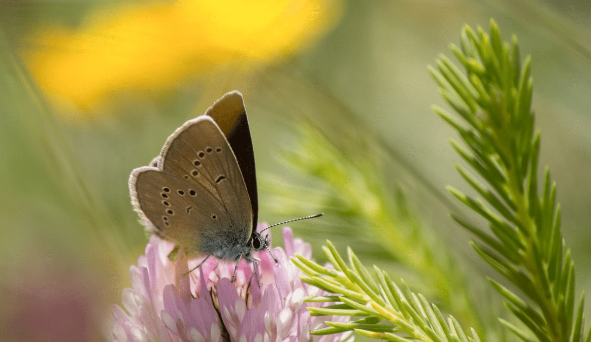 Insektensterben: Kleine Geschöpfe, die grosse Lücken hinterlassen - NIKIN CH