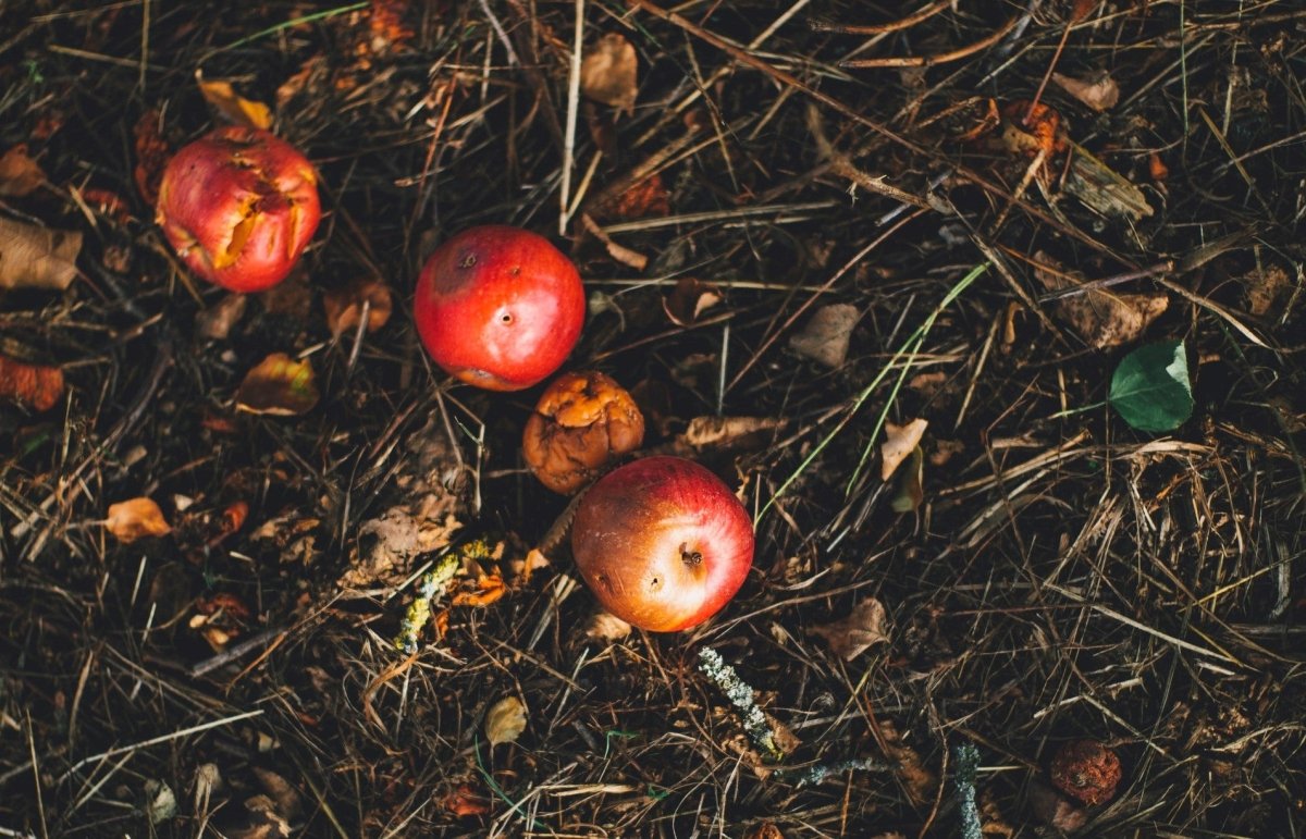 Obstreste wegwerfen in der Natur – darf man das? - NIKIN CH