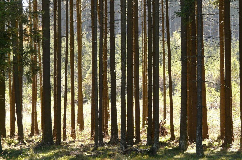 Papier ohne Abholzung – das geht in der Tat! - NIKIN CH