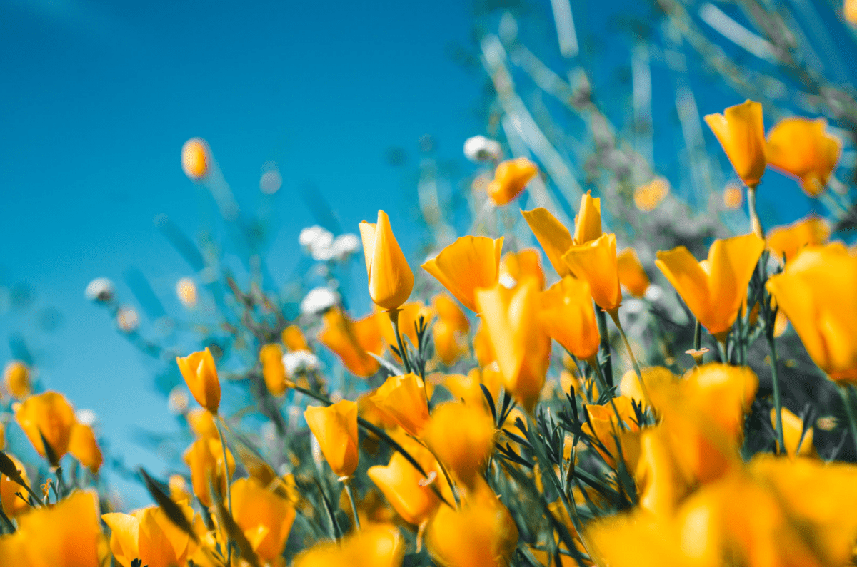 Raus in die Natur: Tolle Aktivitäten im Frühling - NIKIN CH