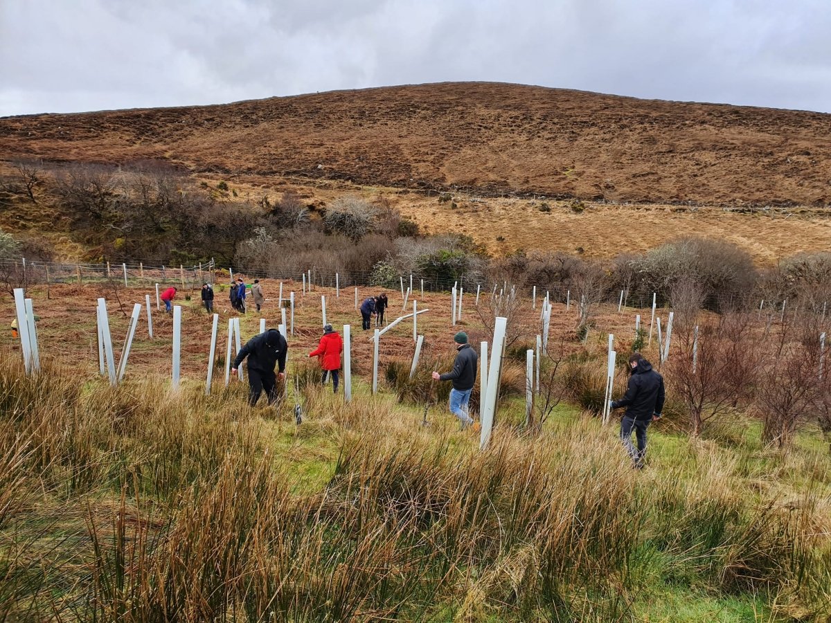 Unsere zwei Baumpflanzprojekte im Juli: Irland und Litauen - NIKIN CH