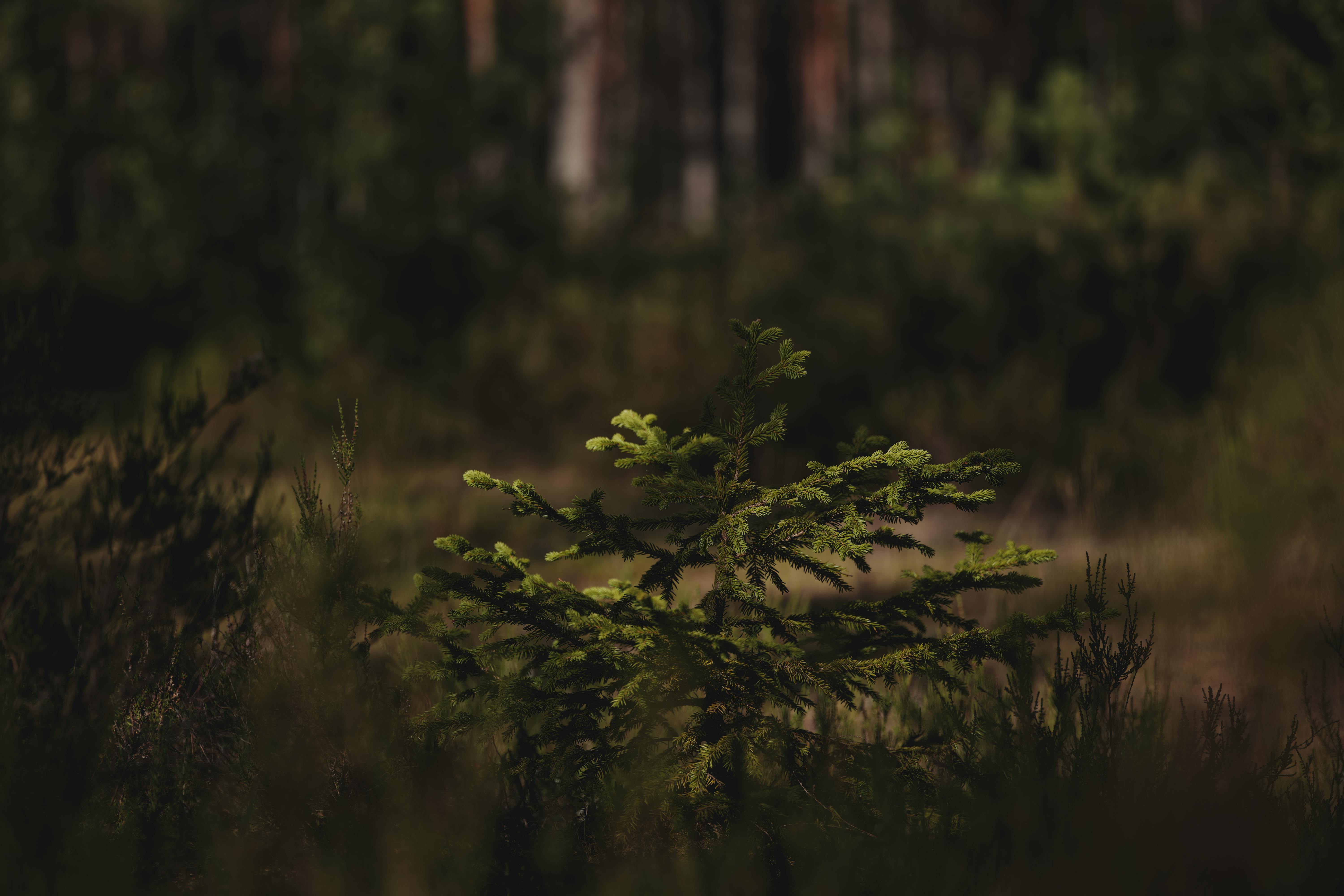 Tiny Forests: Kleine Wälder mit grosser Wirkung