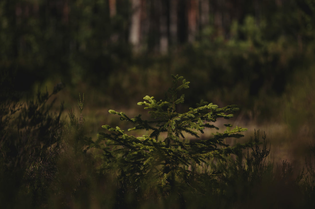 Tiny Forests: Kleine Wälder mit grosser Wirkung