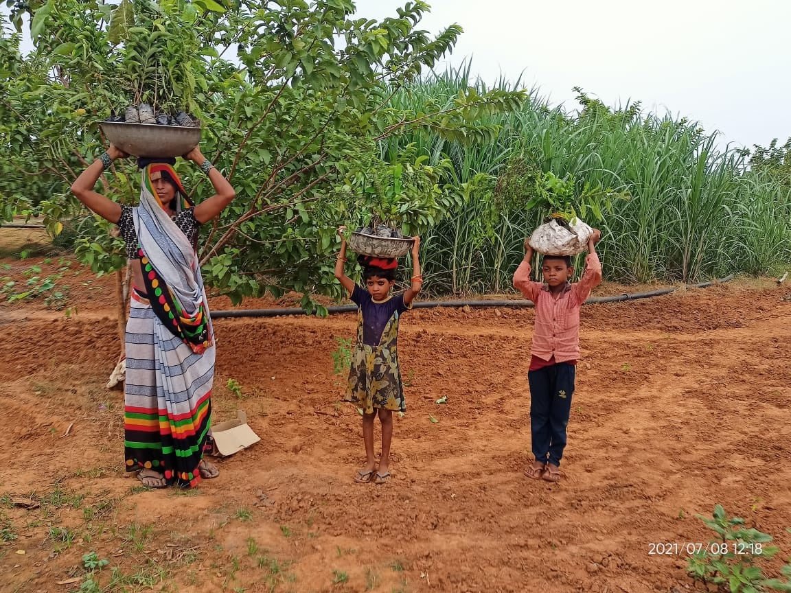 India 2022: fruit trees to fight hunger - NIKIN CH