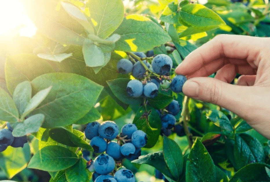 Nahrungsmittel aus der Natur – gesund und gratis - NIKIN CH