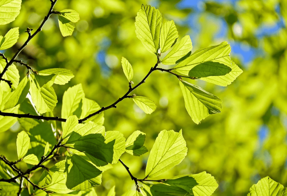 Photosynthese: Unsere Atemluft aus dem Wald - NIKIN CH