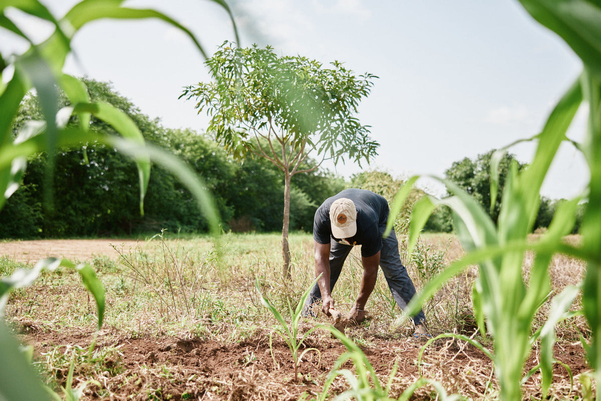 67'000 neue Bäume: unser Baumpflanzprojekt in Senegal