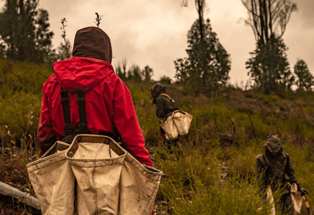 TreePlanting Update Februar: Free Trees for Portugal - NIKIN CH
