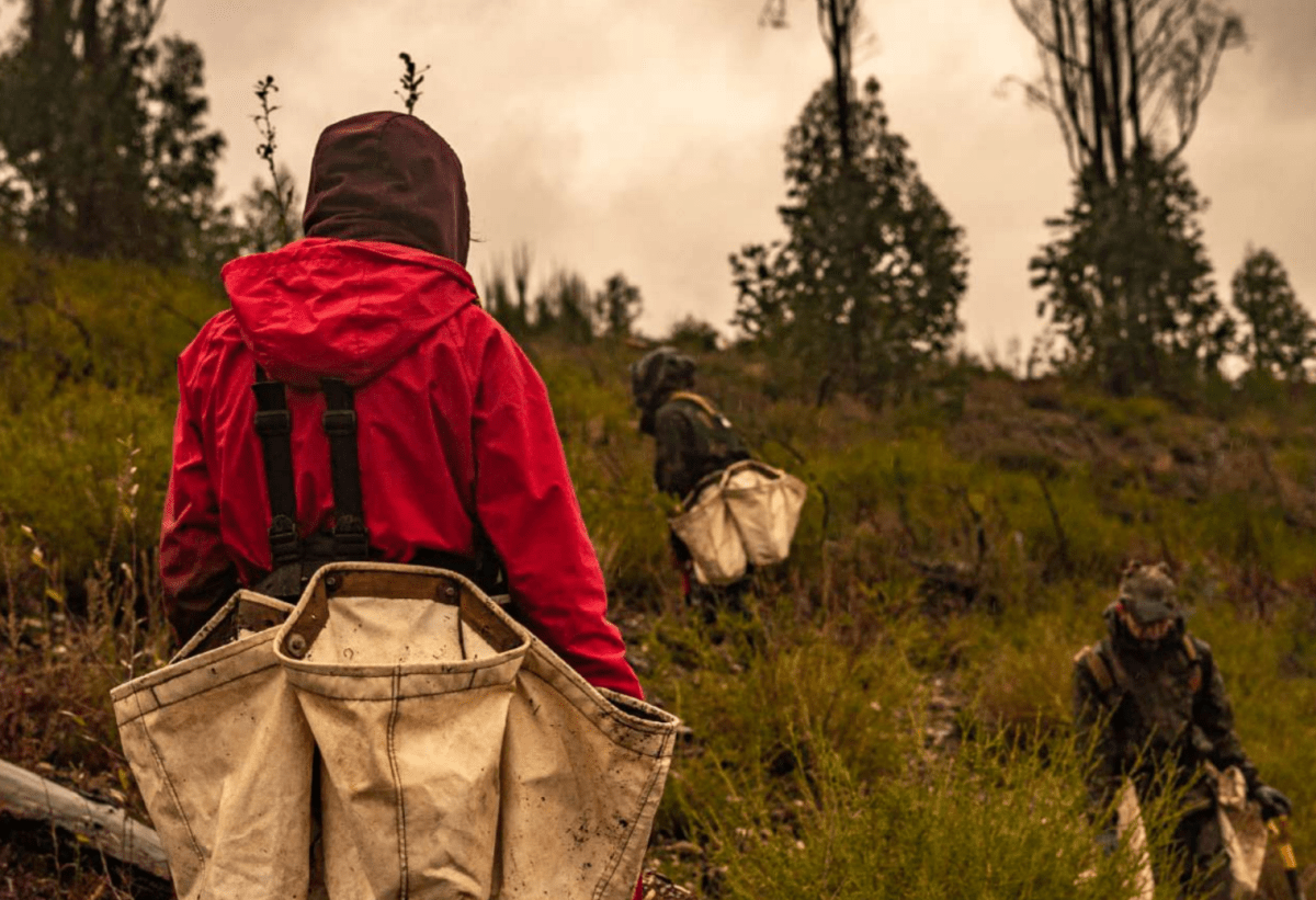 TreePlanting Update Februar: Free Trees for Portugal - NIKIN CH