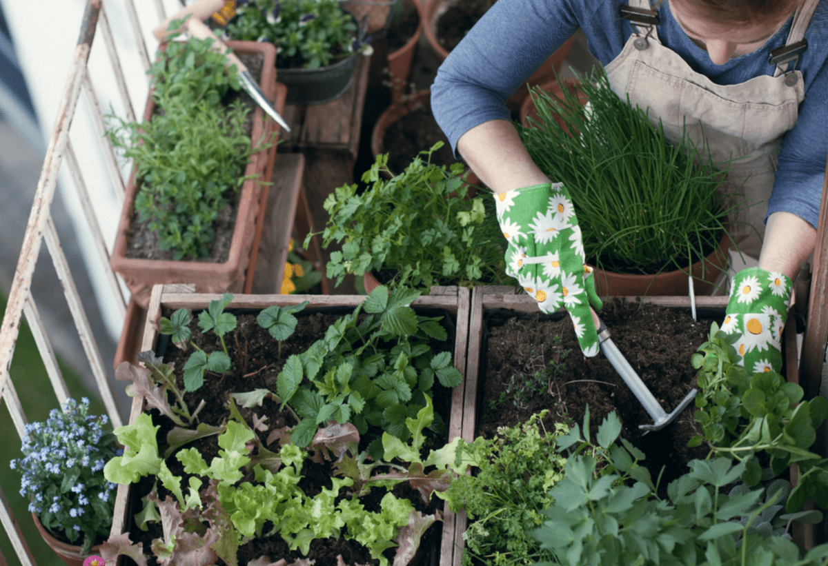 Urban Farming: Städtische Versorgung durch Landwirtschaft in der Stadt - NIKIN CH
